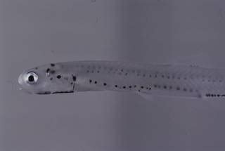 WoRMS - World Register of Marine Species - Engraulidae Gill, 1861