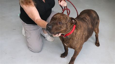 After almost 3 years at Yonkers Animal Shelter, dog awaits adoption