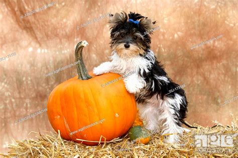 Biewer Terrier, Biewer Yorkshire a la Pom Pon. Puppy next to a pumpkin ...