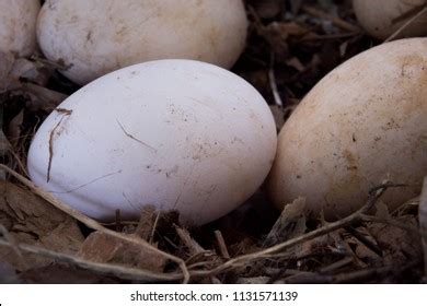 Beautiful Biggest Goose Eggs Goose Poultry Stock Photo 1131571139 ...