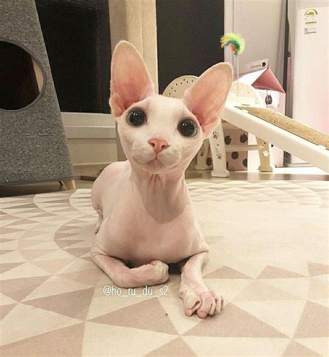 Pin en Pets | Gatos pelones, Gatos bonitos, Gatos egipcios