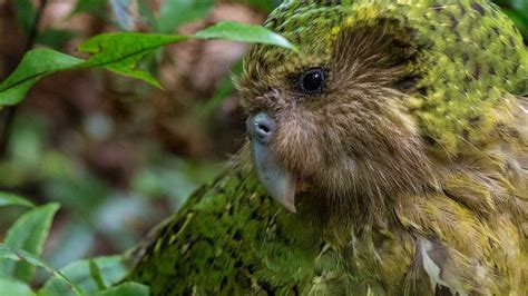 Tō tātou taiāo. Tō tātou hītori. He tāonga tūturu nō Aotearoa. Maioha ...