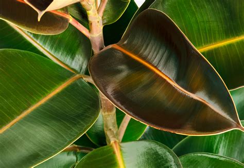 How to Grow Ficus - Indoor Figs