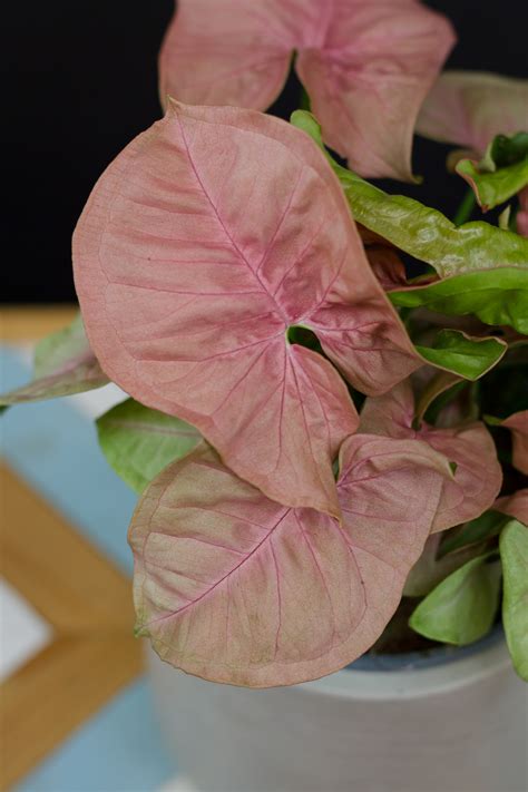 Syngonium 'Red Heart' - svokrine jazyky
