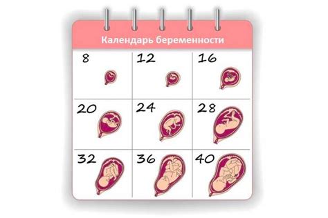 Калькулятор беременности онлайн: рассчитать срок беременности по ...