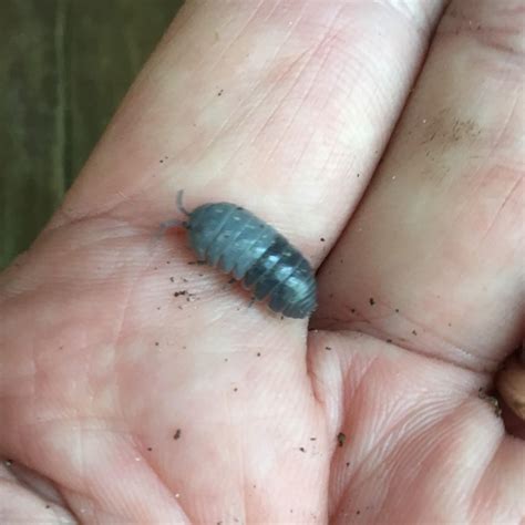 Two-Toned Rolly Pollies? | Our Mississippi Home