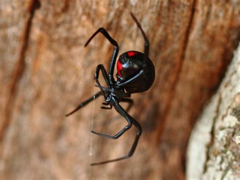 12 types of poisonous spiders