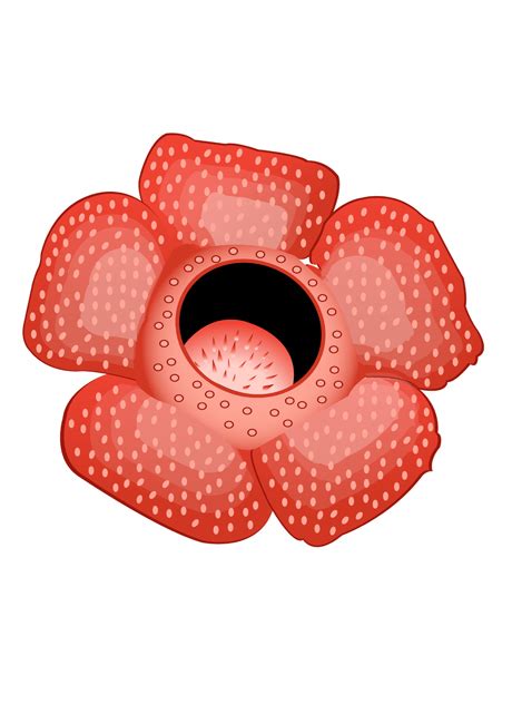 detail gambar bunga raflesia kartun koleksi nomer