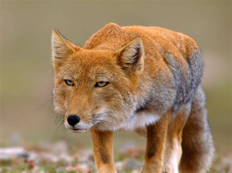 Tibetan Sand Fox