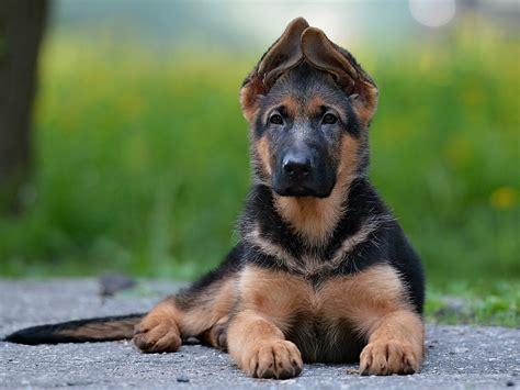 Немецкая овчарка: описание породы с фото — Pet-Mir.ru