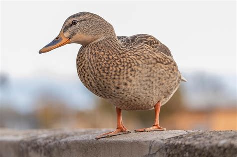300,000+ Free Ducks Wallpaper & Duck Images - Pixabay