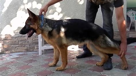 ДРЕССИРОВКА СОБАК. Dog Training. Немецкая овчарка Джина, 5 мес.Одесса ...