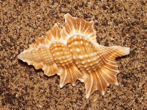 Красивая морская раковина. Фото | Морские раковины, Раковина, Ракушки