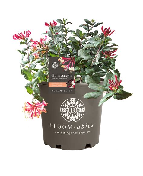 Bloomables® 2.25 gal Peaches and Cream ™ Honeysuckle Live Shrub with