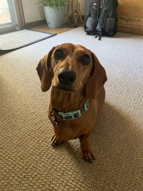 Honey - WA - Dachshund Rescue Australia