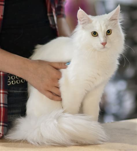 Норвежская лесная кошка белая - картинки и фото koshka.top