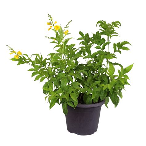 Island Blooms Tecoma Stans Gold Star Esperanza, 26" - 30" Tall, 3 Qt