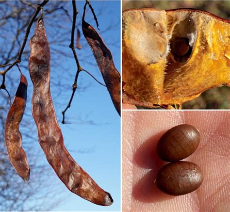 gleditsia   arboretum arnold arboretum