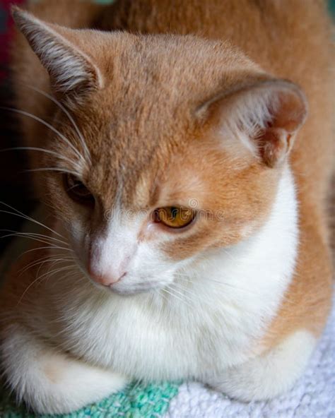 Gato De Olhos Castanhos - Gato-do-mato-pequeno E Bonito, Com Olhos Castanhos Foto de Stock ...