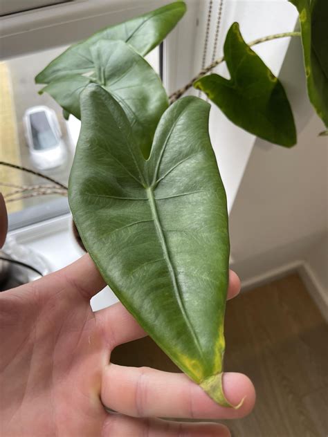 Help with my new elephant ear : r/plantclinic
