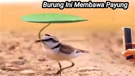 burung membawa payung youtube