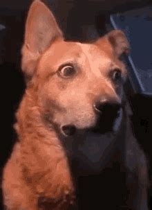 Asustado Gif
