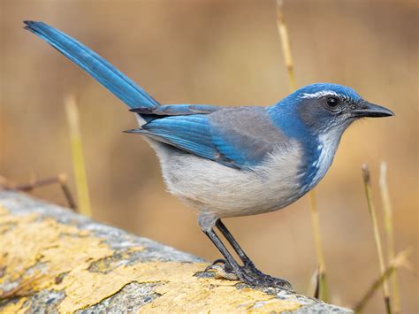 Meet the California Scrub-Jays: a royal blue bird that dances ...