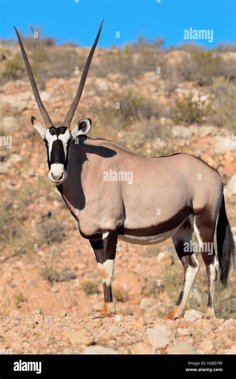 Meet The Gemsbok: A Stunning, Straight-Horned African, 49% OFF