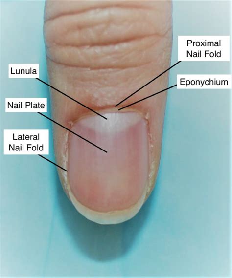 Nutrition and nail disease - Clinics in Dermatology