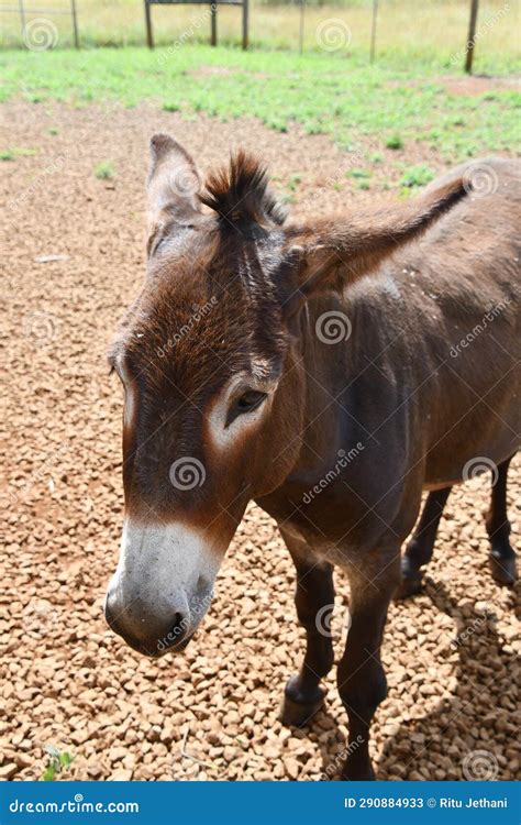 Donkey on a Farm stock image. Image of horse, animal - 290884933