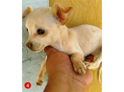 69+ Teacup Chihuahua Breeders In California Picture - Bleumoonproductions