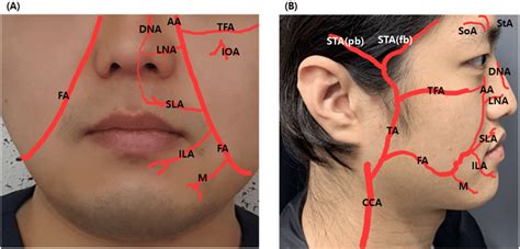 Branches Of Facial Artery