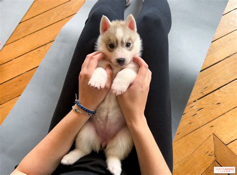 puppy yoga paris cuddly yoga sessions  adorable puppies