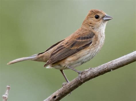 Indigo Bunting - NestWatch