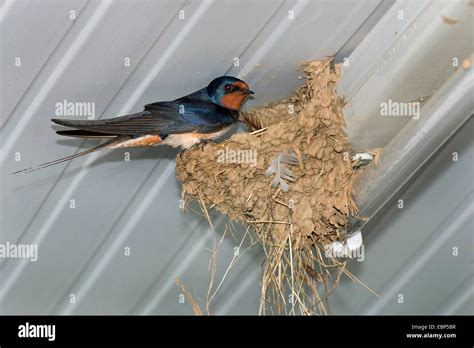 barn swallow (Hirundo rustica), Swallow in nest, Greece Stock Photo - Alamy