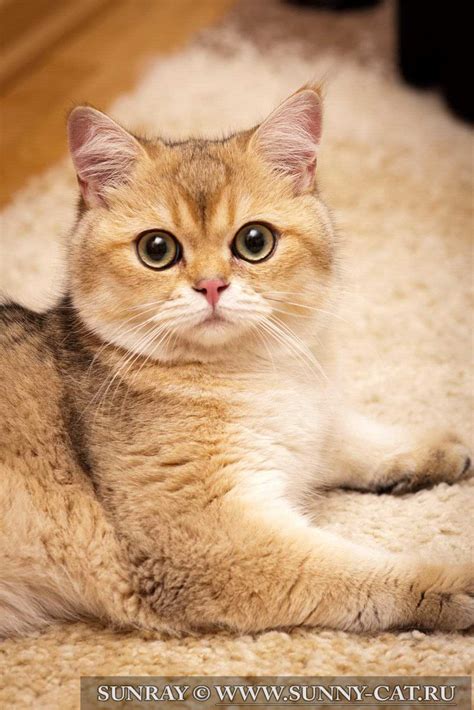 Кот британский короткошерстный (британец) черный золотой затушеванный ...