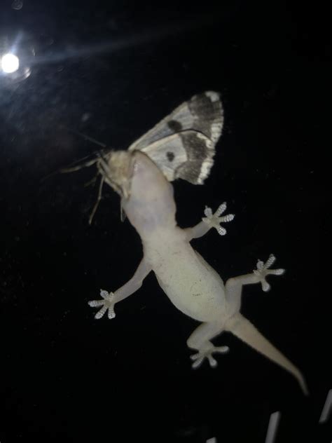 I found a lizard eating a moth : r/mildlyinteresting