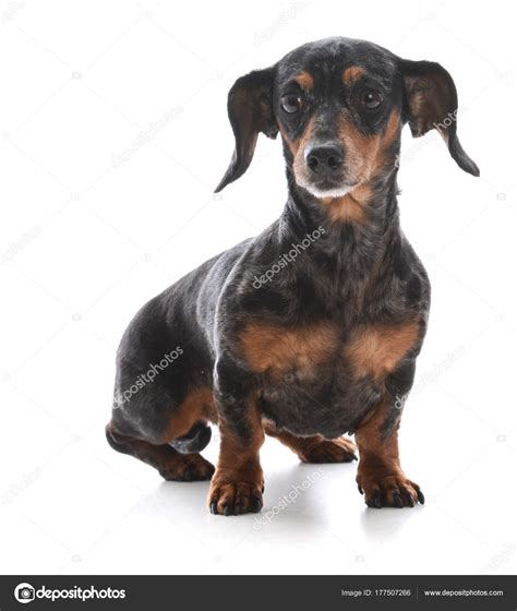 Miniature dachshund sitting Stock Photo by ©willeecole 177507266