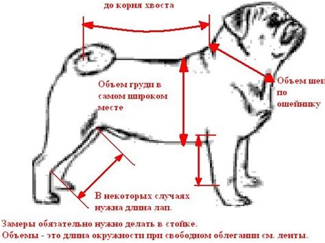 Одежда для мопсов