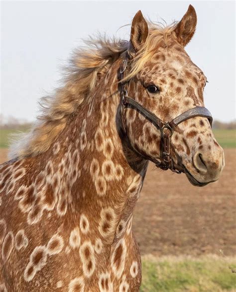 Peacock leopard Appaloosa | Cavalos raros, Cavalos bonitos, Cavalos ...
