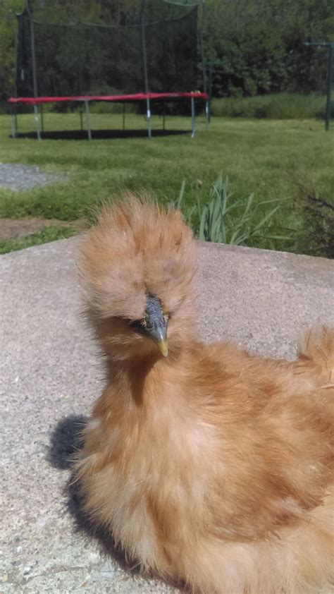 Is this silkie a rooster or a hen | BackYard Chickens - Learn How to ...