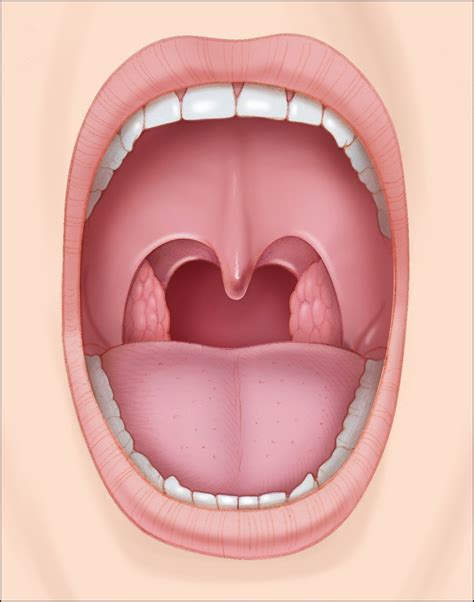 Oral Cavity Clipart at Amanda Unger blog