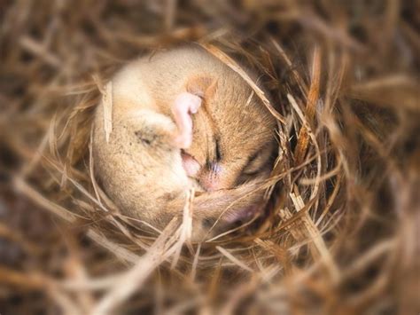 Sleepy Dormouse