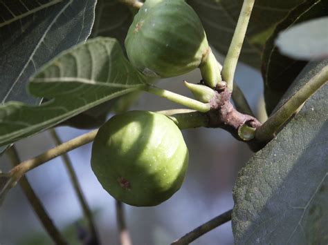 Figs – Wasps and Pollination | Walter Reeves: The Georgia Gardener