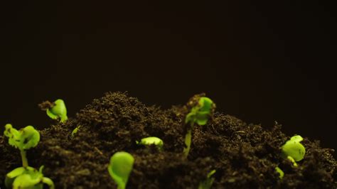 Seed Growing Gif