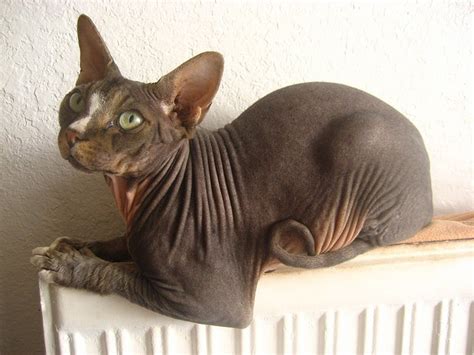 El esfinge, un gato sin pelo