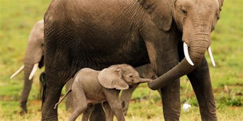 Quanto Custa Um Elefante - Quanto Custa um Elefante? É Possível Ter um Legalizado? | Mundo Ecologia