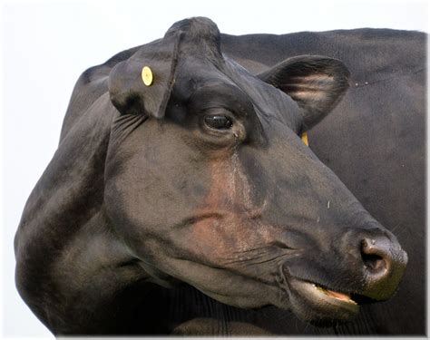 Black Bull Free Stock Photo - Public Domain Pictures