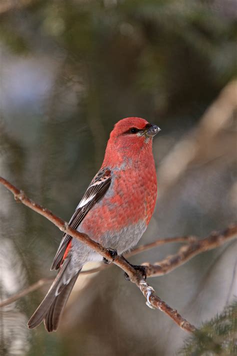 11 Types of Red Birds in Ohio (with Pictures)
