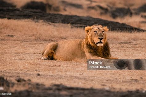 raja singa jantan mengaum singa asia berbaring foto stok  gambar